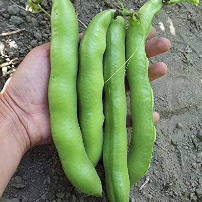 FAVA Beans (Broad Beans) {WINTER}