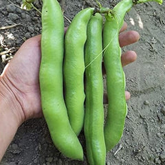 FAVA Beans (Broad Beans) {WINTER}