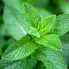 Peppermint Seeds