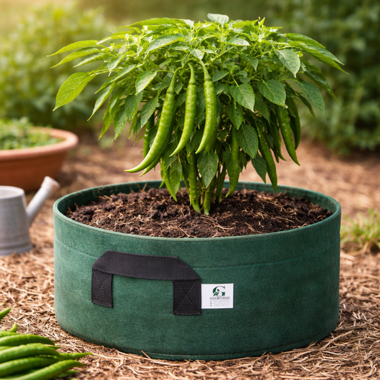 Green Chilli (Long) Seeds (SUMMER/WINTER) سبز مرچ لمبی