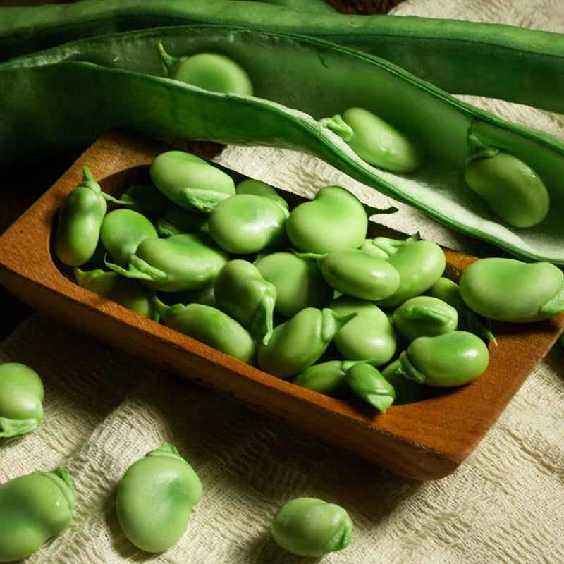 FAVA Beans (Broad Beans) {WINTER}