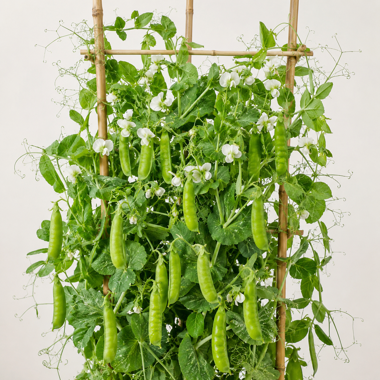 Peas Seeds for Home Gardening in Pakistan | High-Yield Green Peas – GREEN GARDENS