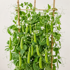Peas Seeds for Home Gardening in Pakistan | High-Yield Green Peas – GREEN GARDENS