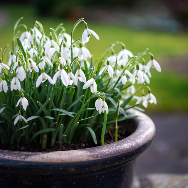 Snowdrops Flower Bulbs  {WINTER} (Pack of 5)
