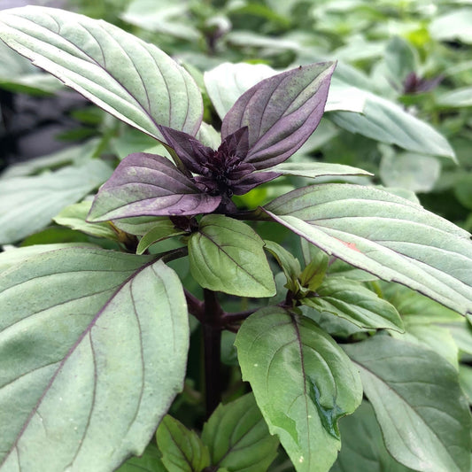 Cinnamon Basil Seeds - Mix دارچینی نیازبو