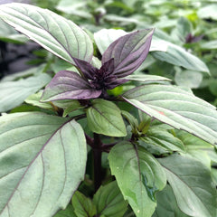 Cinnamon Basil Seeds - Mix دارچینی نیازبو