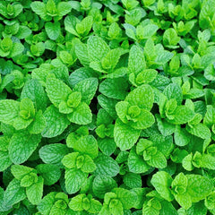 Mint Seeds ( WINTER/ SUMMER) پودینہ