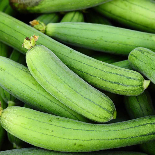 Desi Tori Seeds (Sponge Gourd) {SUMMER} دیسی توری
