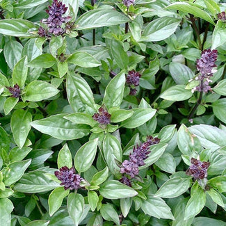 Cinnamon Basil Seeds - Mix دارچینی نیازبو