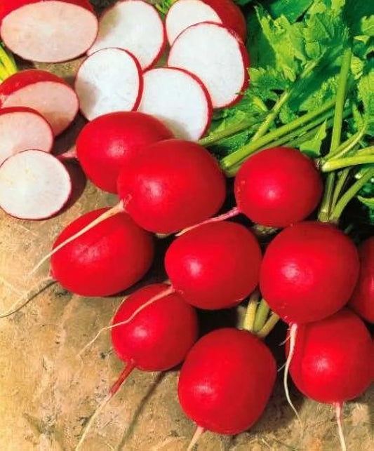 Radish Red - Round  (WINTER/SUMMER) لال مولی گول