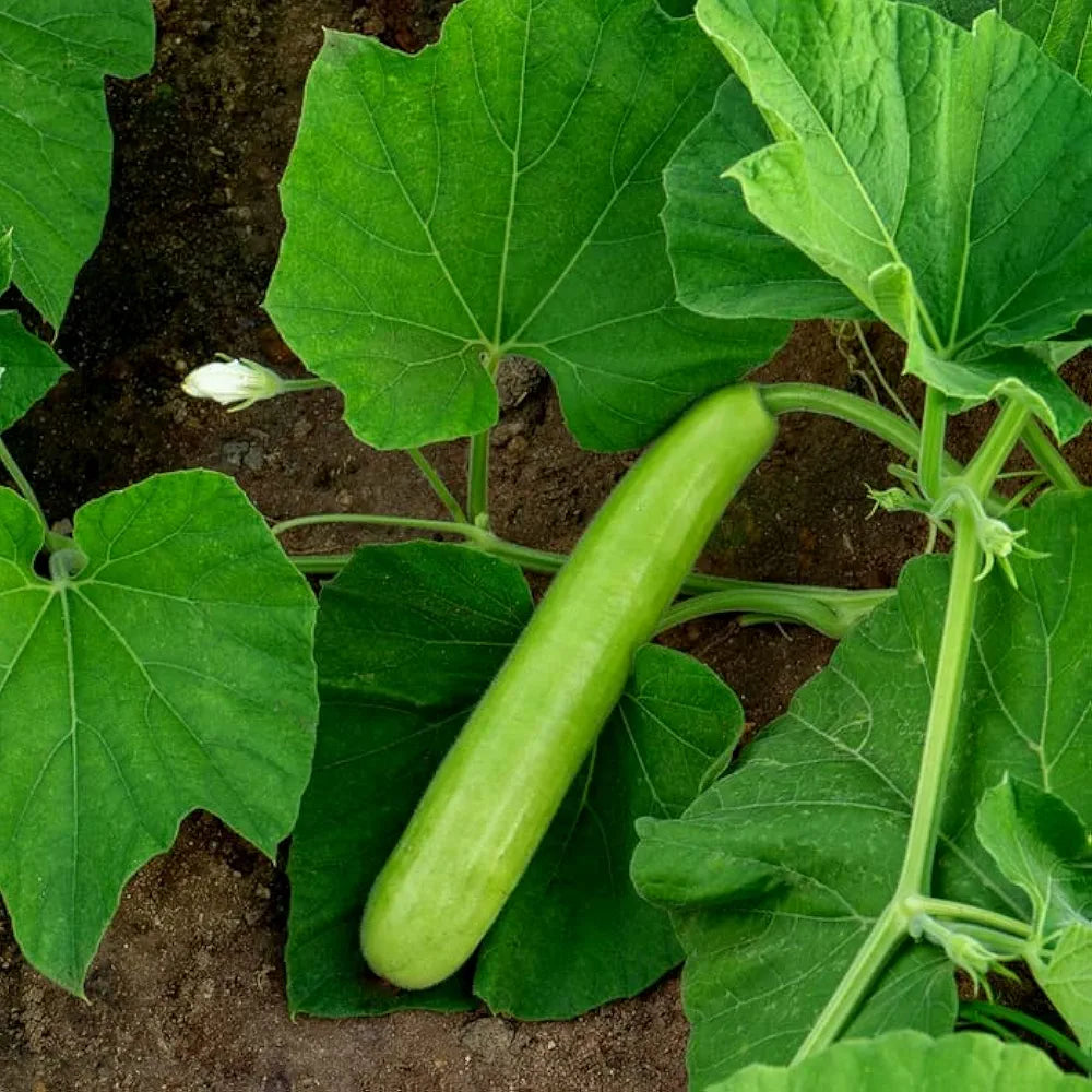 Loki Seeds (Bottle Gourd Long) F1, Hybrid (SUMMER) لوکی