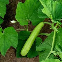 Loki Seeds (Bottle Gourd Long) F1, Hybrid (SUMMER) لوکی