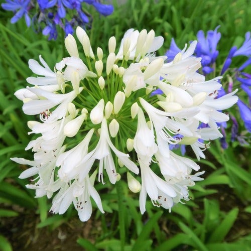 Agapanthus (White) – Lily of the Nile 
(Pack of 5)
