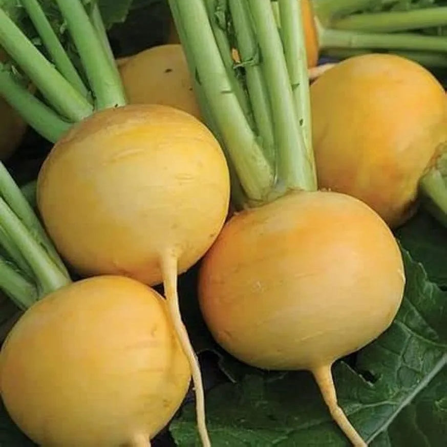 Turnip Seeds (Golden Ball)  گولڈن شلجم