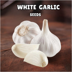 White Garlic – Seeds (100g)
