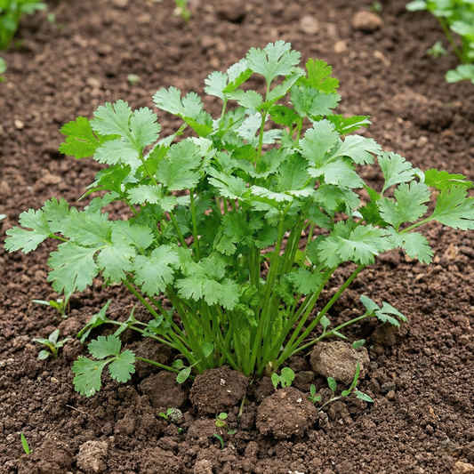 Coriander Seeds - Desi ( Irani) {WINTER/ SUMMER} دیسی دھنیا
