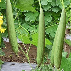 Sponge Gourd, F1 Hybrid (SUMMER) گھیا توری