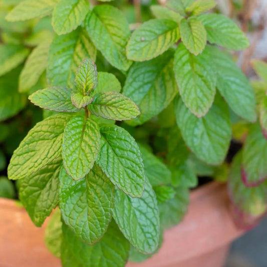 Spearmint seeds