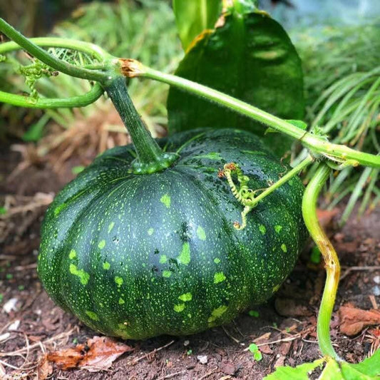 Pumpkin Seed, (SUMMER)  حلوہ کدو