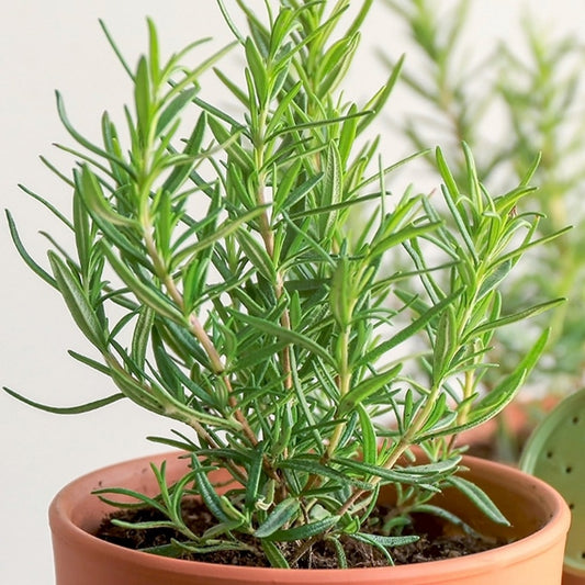 Rosemary Seeds