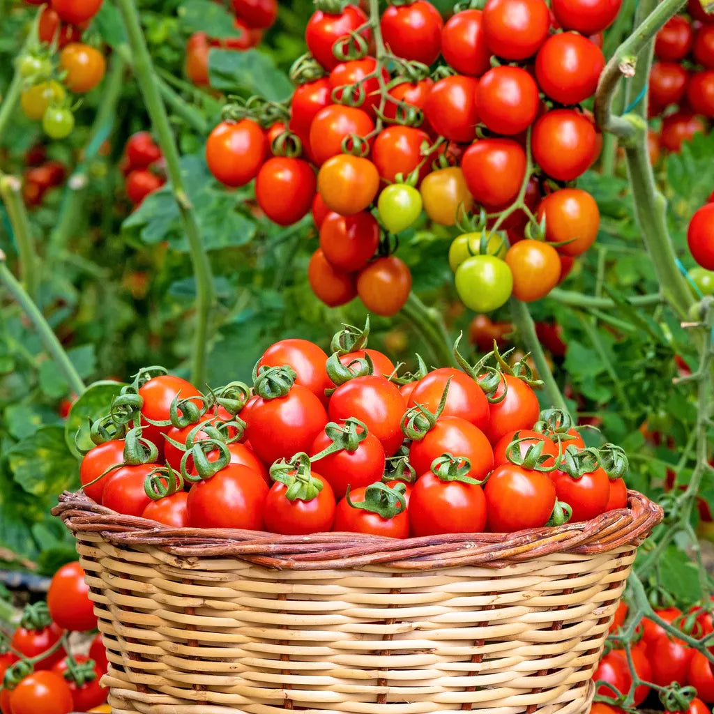 Cherry Vine Tomato Seeds - Red (20 Seeds)  {WINTER} چیری ٹماٹر لال- بیل والا
