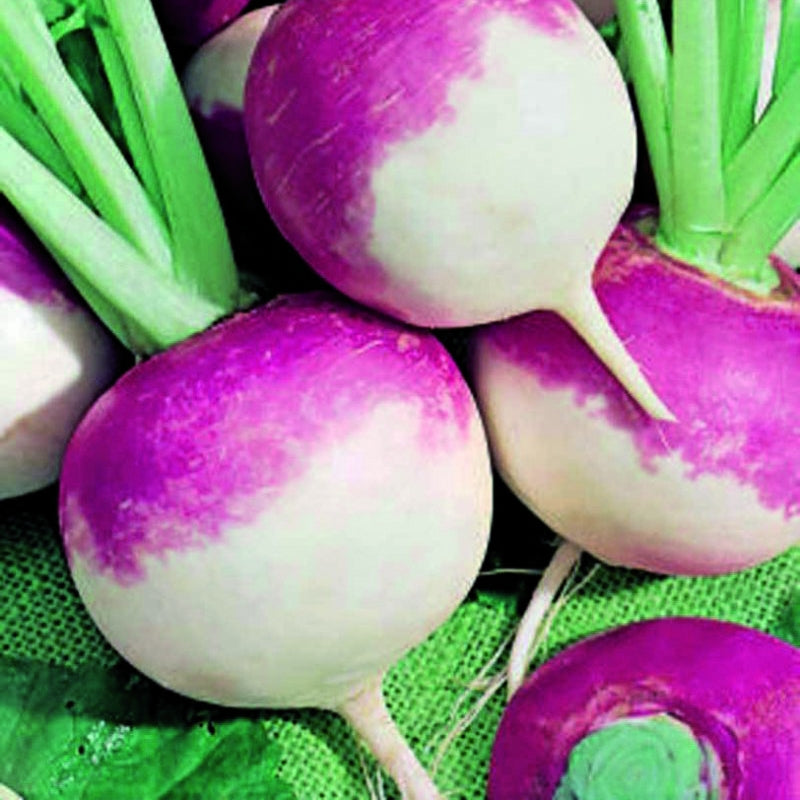 Turnip Seeds (Purple Top) شلجم _ پرپل ٹاپ