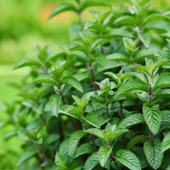 Peppermint Seeds