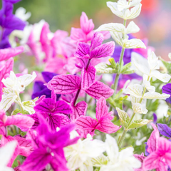 Salvia Seeds - Tricolor Mix (WINTER)