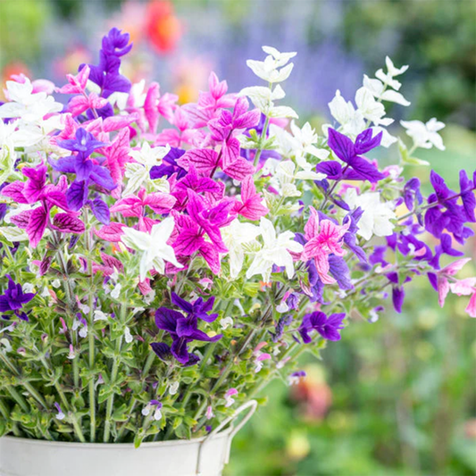 Salvia Seeds - Tricolor Mix (WINTER)