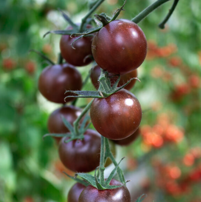 Tomato Cherry Seeds  {WINTER} ( Black Opal) چیری ٹماٹر بلیک