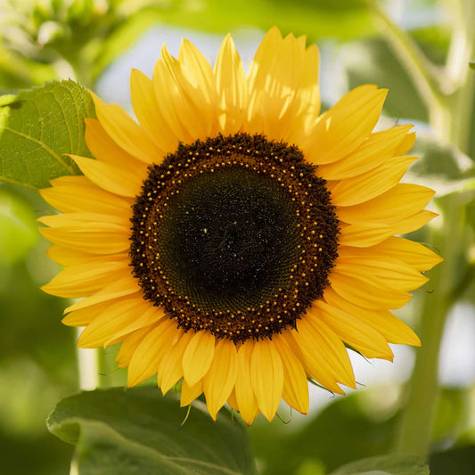 Sunflower Domino Seeds  (Helianthus Annuus) (SUMMER)