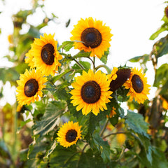 Sunflower Domino Seeds  (Helianthus Annuus) (SUMMER)