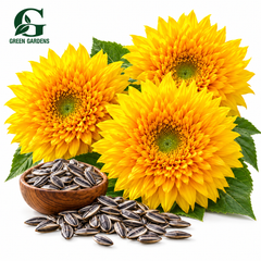 SunGold Double Tall sunflower blooms and seeds on white background – GREEN GARDENS