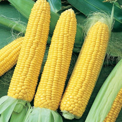 Sweet Corn Seeds (SUMMER)