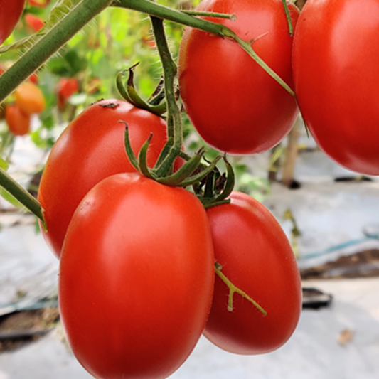 Tomato F1 Hybrid - TO-1057 (Syngenta) {WINTER/ SUMMER}