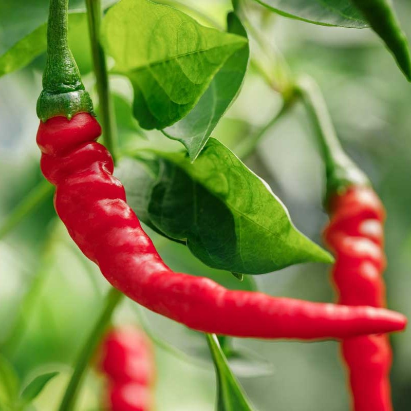 Cayenne Pepper Seeds (WINTER)