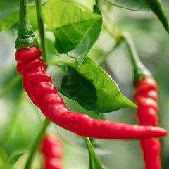 Cayenne Pepper Seeds (WINTER)