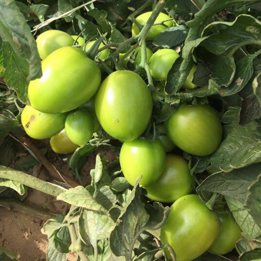 Tomato Seeds - JUMBO 055 - F1 Hybrid (High Yield Variety) {WINTER}