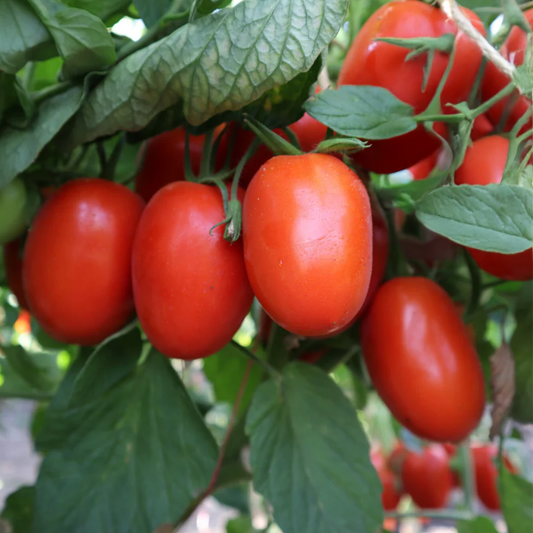 Tomato Seeds - F1 Hybrid - RONCO (Determinate) {WINTER}