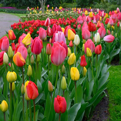 Tulips (Darwin) Mixed - (WINTER) {Single Bulb}