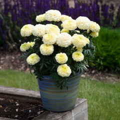African Marigold –White (PanAmerican Seed)