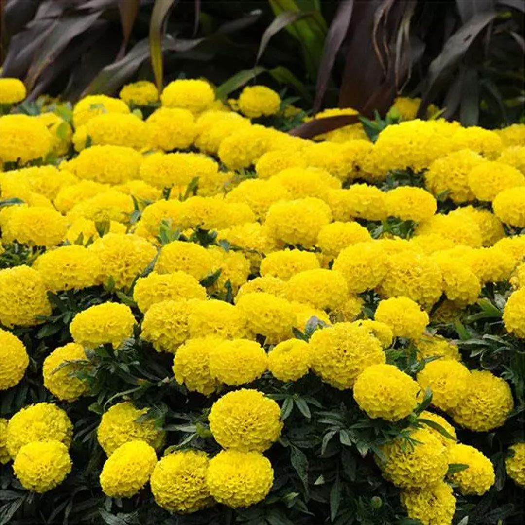 African Marigold – Yellow (PanAmerican Seed)