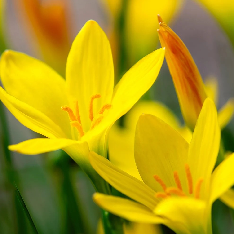 Yellow Rain Lily Zephyranthes sulphurea pack of 50 large bulbs – product image 1 | GREEN GARDENS Pakistan