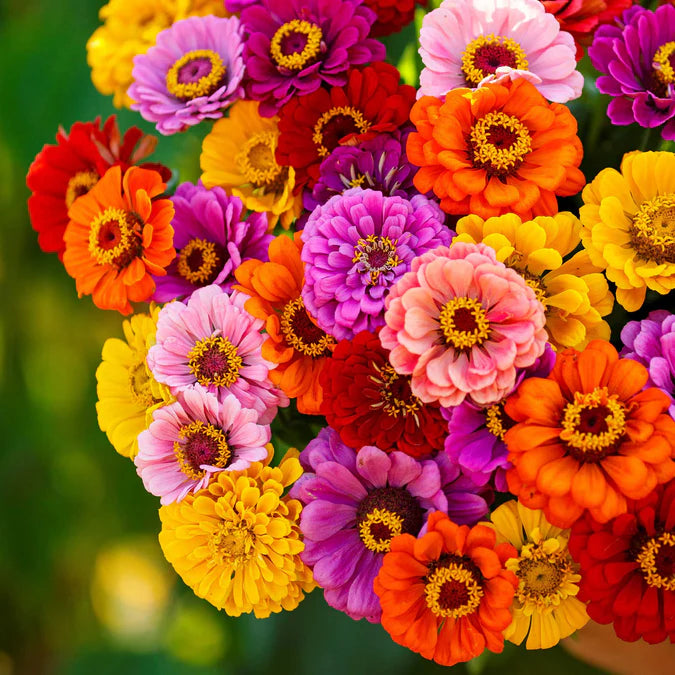 Zinnia California Giant Seeds - Mix (Summer)
