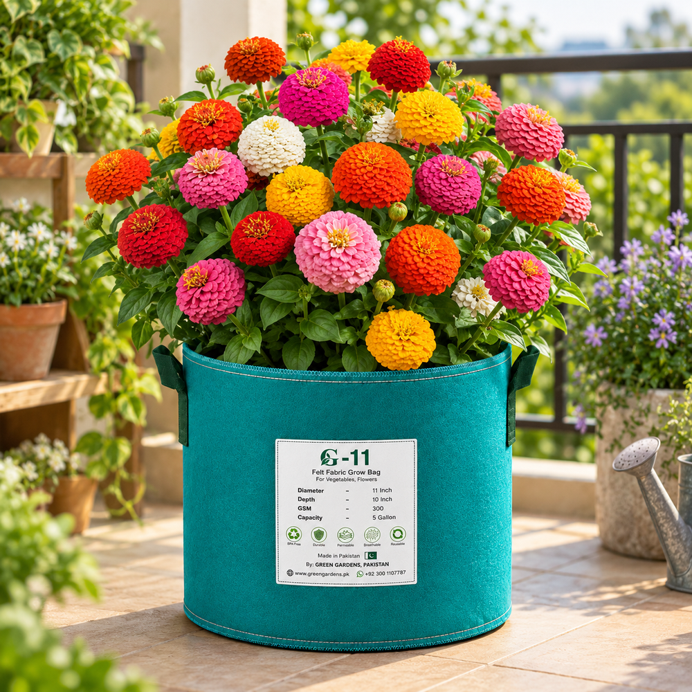 Zinnia Lilliput Mix in GREEN GARDENS G-11 grow bag on balcony garden